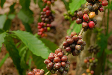 Bunch Coffee Berry Fruit on the Plant Branches