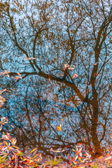 Colorful autumn park. Autumn trees with yellow leaves in the autumn park. Belgorod. Russia.