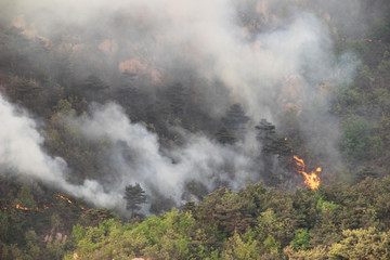Fototapeta premium Wilderness and forest fire hazard