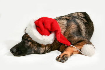 German shepard with a christmas hat