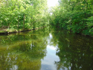 Small river in the middle of a green forest