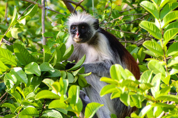 Colobus monkey long-tailed monkeys (genus Colobus and related genera) of equatorial African forests and grasslands that have the thumb absent or vestigial