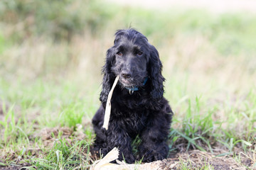 English Cocker Spaniel