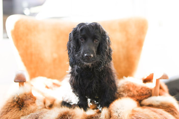 English Cocker Spaniel