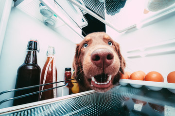 neugieriger Hund steckt die Nase in den Kühlschrank - obrazy, fototapety, plakaty