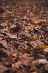 Autumn leaves close up