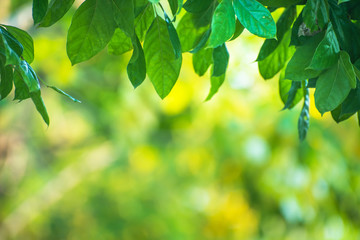 Closeup nature view of green leaf in garden with copy space using as background natural green plants landscape, ecology, fresh wallpaper concept.