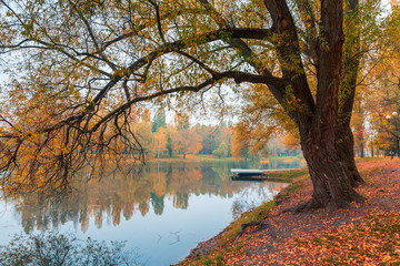 Fototapeta premium Colorful autumn park. Autumn trees with yellow leaves in the autumn park. Belgorod. Russia.