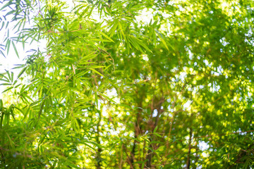 Leaf pattern leaves bamboo or abstract background .Green Energy and world for water day or National Forest Conservation Day.