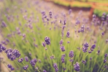 Obraz premium bunch of lavender flower blooming in winter season