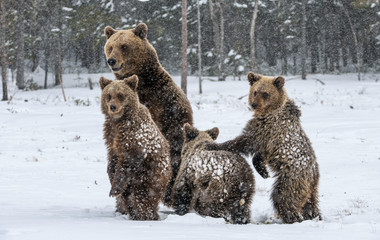 Bear family in the snowfall. She-Bear and bear cubs on the snow. Brown bears in the winter forest....