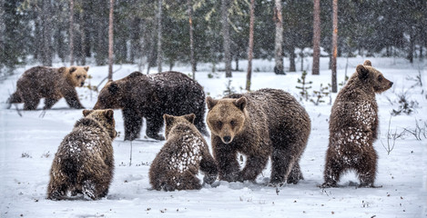 Bear family in the snowfall. She-Bear and bear cubs on the snow. Brown bears in the winter forest. Natural habitat. Scientific name: Ursus Arctos Arctos. © Uryadnikov Sergey
