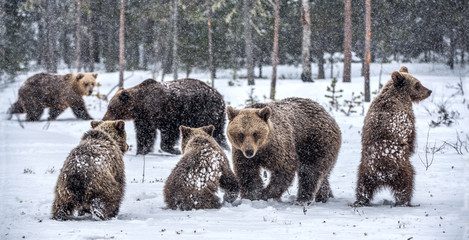 Bear family in the snowfall. She-Bear and bear cubs on the snow. Brown bears in the winter forest. Natural habitat. Scientific name: Ursus Arctos Arctos. © Uryadnikov Sergey