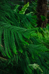 Huge fluffy fern