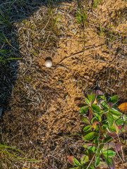 Background of beautiful flowers and moss growing on the sand
