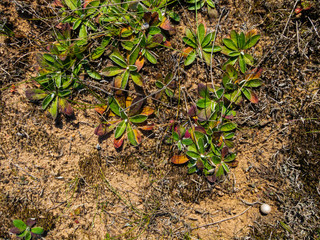Background of beautiful flowers and moss growing on the sand