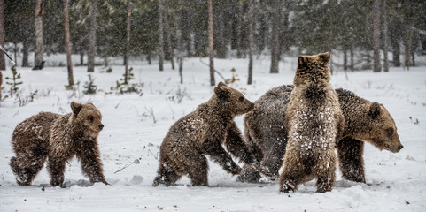 Bear family in the snowfall. She-Bear and bear cubs on the snow. Brown bears in the winter forest. Natural habitat. Scientific name: Ursus Arctos Arctos. © Uryadnikov Sergey