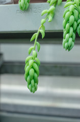 Living succulent in a home greenhouse