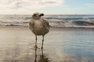 Young brown - mottled gull walking at the oceanic sandy beach in day. Very communicative wild animal.