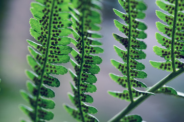 green leaves of fern sweden