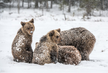 Bear family in the snowfall. She-Bear and bear cubs on the snow. Brown bears in the winter forest....