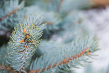 Naklejka na ściany i meble Magic fairy blue Christmas tree branches blue spruce, as Christmas or new year background, selective focus