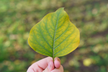 Autumn in the city.  Photography of green - yellow leaf in the human hand. Concepts of beauty in nature,