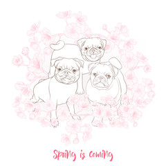 Pug dogs with blooming sakura spring flowers. Vector illustration. Outline hand drawing.