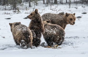Bear family in the snowfall. She-Bear and bear cubs on the snow. Brown bears in the winter forest....