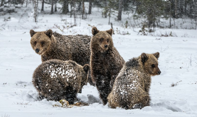 Bear family in the snowfall. She-Bear and bear cubs on the snow. Brown bears in the winter forest. Natural habitat. Scientific name: Ursus Arctos Arctos. © Uryadnikov Sergey