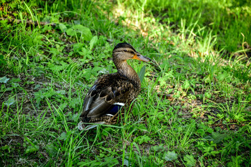 duck in the grass