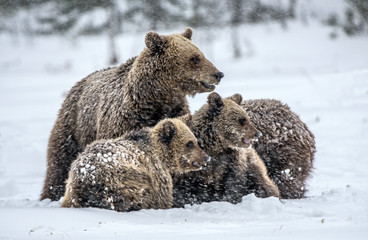 Obraz premium Bear family in the snowfall. She-Bear and bear cubs on the snow. Brown bears in the winter forest. Natural habitat. Scientific name: Ursus Arctos Arctos.