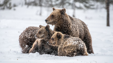 Bear family in the snowfall. She-Bear and bear cubs on the snow. Brown bears in the winter forest....