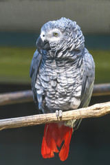 Porträt eines Graupapageis, Psittacus erithacus