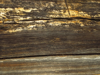 Texture of old wood with knots