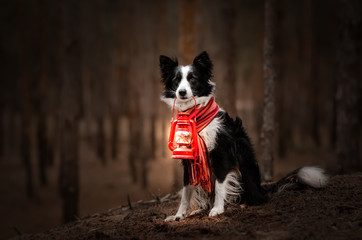 Fototapeta premium border collie dog beautiful portrait in the forest magic light incredible photo