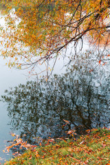 Colorful autumn park. Autumn trees with yellow leaves in the autumn park. Belgorod. Russia.