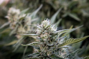 Marijuana Plant