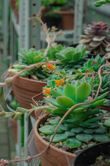Lots of succulents in a home greenhouse