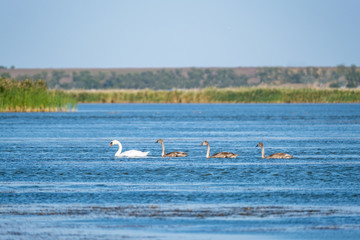 Summer landscape with swans family in the pond