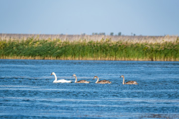 Summer landscape with swans family in the pond