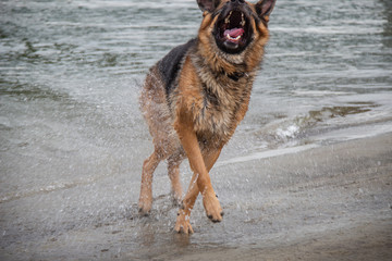 german shepherd dog