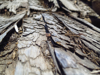 Destroyed wooden shingles on the old house. Roof made of wooden tiles