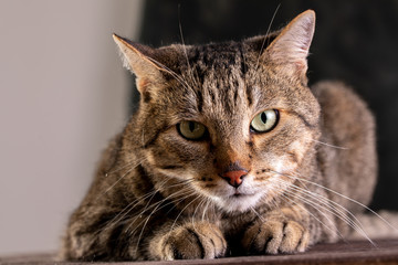 Portrait of a short-haired gray cat with a big wide face on a black isolated background. A big cat.