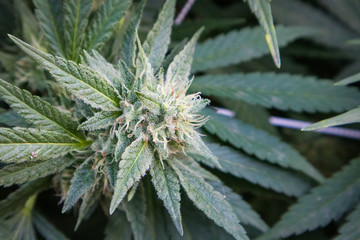 Marijuana Flower in Garden