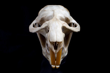 Muskrat (Ondatra zibethicus) skull isolated on black background