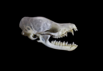 Bat (Chiroptera) skull isolated on black background