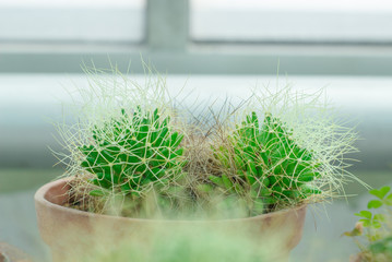Cactus spines like wire