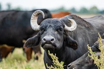 Abwaschbare Fototapete  black water buffalo in the fields © serejkakovalev