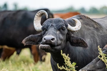 Crédence de cuisine en verre imprimé Buffle buffle d& 39 eau noire dans les champs